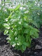 Basil natural insect repellent